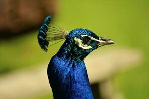 Indien paon des oiseaux photo