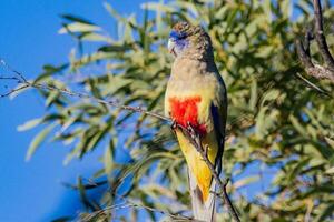 plus grand bluebonnet dans Australie photo