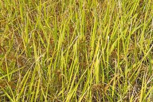 vue de dessus fond de champ de riz jaune photo
