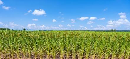 champ de riz vert le matin sous ciel bleu