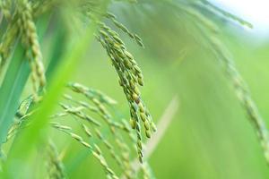 Close up d'épi de riz dans la rizière