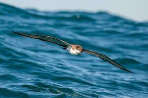 de buller puffin dans australasie photo