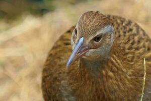 weka endémique rail de Nouveau zélande photo