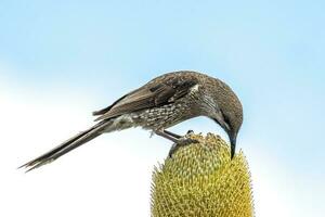 occidental wattlebird dans Australie photo