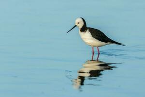 pie pilotis dans australasie photo