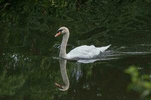 muet cygne dans Angleterre photo