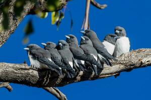 à poitrine blanche hirondelle dans Australie photo