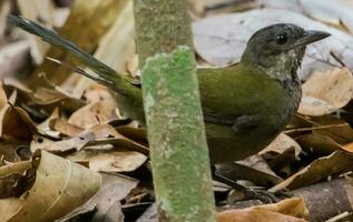 est oiseau fouet dans Australie photo