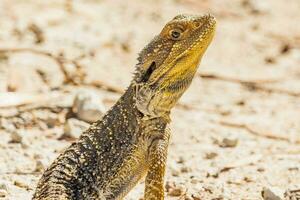 central barbu dragon dans Australie photo