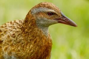 weka endémique rail de Nouveau zélande photo