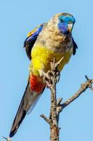 naretha bluebonnet perroquet photo