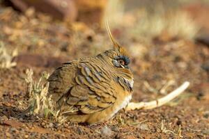 spinifex Pigeon dans Australie photo