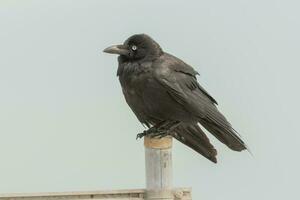 australien corbeau dans Australie photo