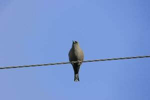 sombre hirondelle dans Australie photo