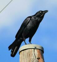 australien corbeau dans Australie photo