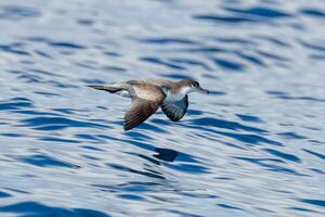 de buller puffin dans australasie photo