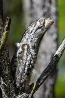 fauve grenouille dans Australie photo