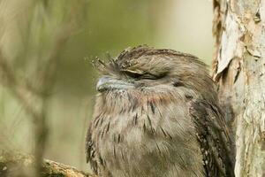 fauve grenouille dans Australie photo