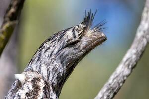 fauve grenouille dans Australie photo