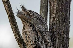 fauve grenouille dans Australie photo