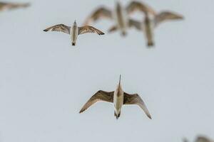 oiseaux de rivage flocage dans Nouveau zélande photo