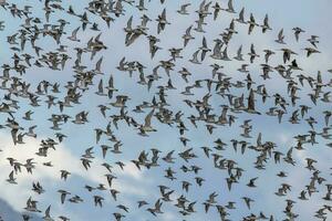 oiseaux de rivage flocage dans Nouveau zélande photo