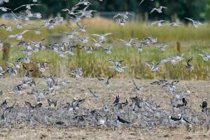 oiseaux de rivage flocage dans Nouveau zélande photo