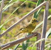 commun bruant jaune bouvreuil photo