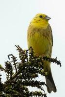 commun bruant jaune bouvreuil photo