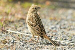 commun bruant jaune bouvreuil photo