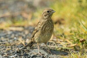 commun bruant jaune bouvreuil photo