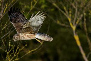 australien harrier dans Nouveau zélande photo