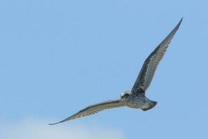 à dos noir mouette dans Nouveau zélande photo