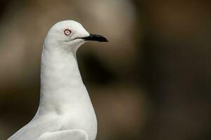 à bec noir mouette endémique à Nouveau zélande photo