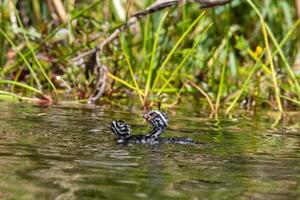 dabchick Nouveau zélande grèbe photo