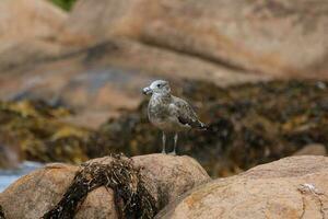 pacifique mouette dans Australie photo