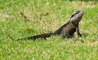 l'eau dragon dans Australie photo