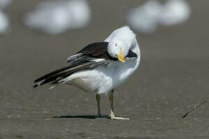 du sud noir soutenu mouette photo