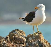 du sud noir soutenu mouette photo