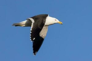 du sud noir soutenu mouette photo