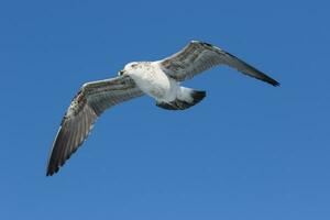 du sud noir soutenu mouette photo