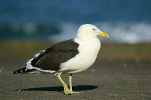 du sud noir soutenu mouette photo