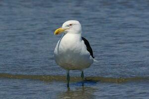 du sud noir soutenu mouette photo