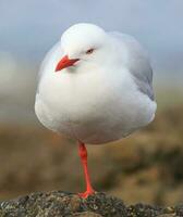 rouge facturé mouette dans Nouveau zélande photo