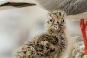 rouge facturé mouette dans Nouveau zélande photo