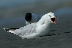 rouge facturé mouette dans Nouveau zélande photo