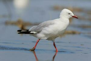 rouge facturé mouette dans Nouveau zélande photo