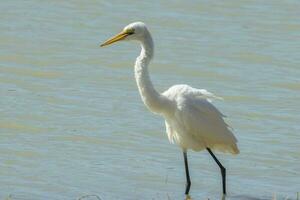 grande aigrette orientale photo