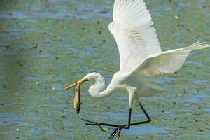 grande aigrette orientale photo