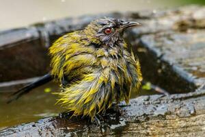 Nouveau zélande bellbird photo